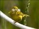Yellow Warbler (Setophaga petechia)