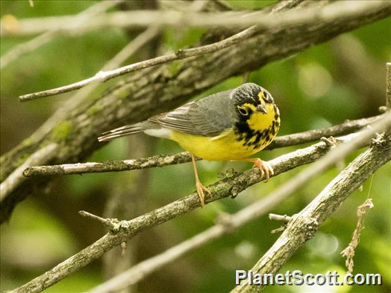 Canada Warbler (Cardellina canadensis) - Male