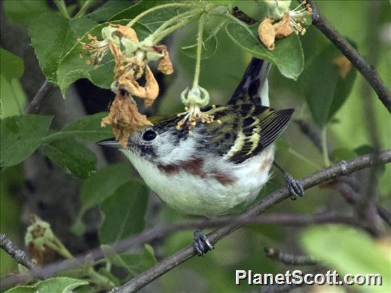 Chestnut-sided Warbler (Setophaga pensylvanica)