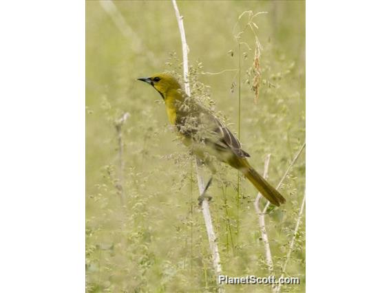 Orchard Oriole (Icterus spurius) - First Summer