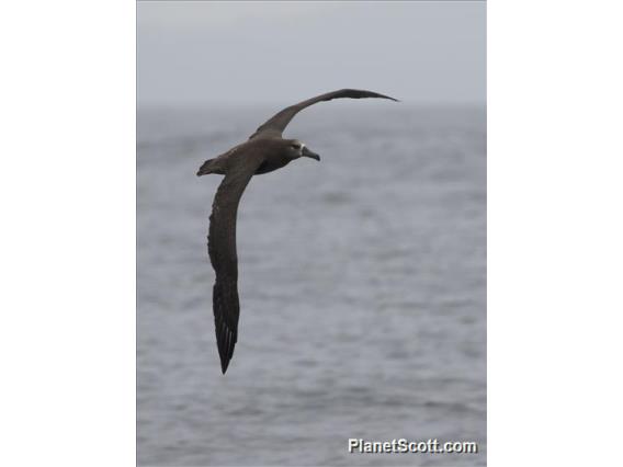 Black-footed Albatross (Phoebastria nigripes)
