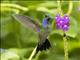 Blue-chested Hummingbird (Amazilia amabilis) - Male