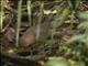 Little Tinamou (Crypturellus soui)