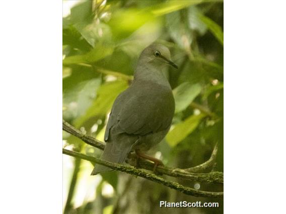 Gray-chested Dove (Leptotila cassinii)