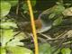 White-bellied Antbird (Myrmeciza longipes)