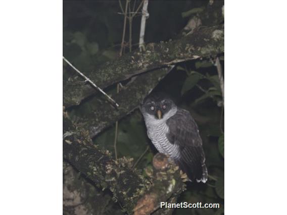 Black-and-white Owl (Ciccaba nigrolineata)