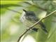 Spot-crowned Antvireo (Dysithamnus puncticeps)