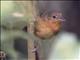 Dusky Antbird (Cercomacroides tyrannina) - Female