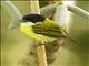 Black-headed Tody-Flycatcher (Todirostrum nigriceps)