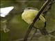 Yellow-crowned Tyrannulet (Tyrannulus elatus)