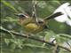 Chestnut-capped Warbler (Basileuterus delattrii)