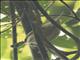 Long-billed Gnatwren (Ramphocaenus melanurus)