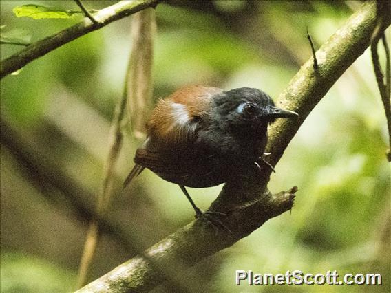 Chestnut-backed Antbird (Poliocrania exsul)