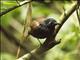 Chestnut-backed Antbird (Poliocrania exsul)