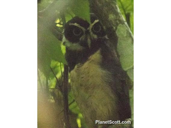 Spectacled Owl (Pulsatrix perspicillata)