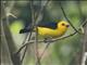 Black-and-yellow Tanager (Chrysothlypis chrysomelas)