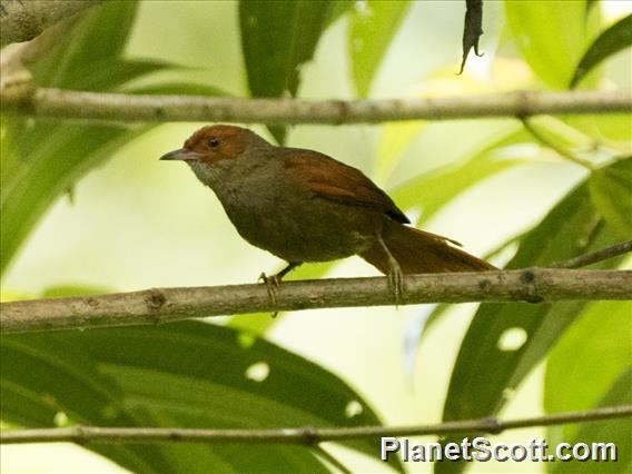Red-faced Spinetail (Cranioleuca erythrops)