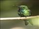 Puerto Rican Emerald (Chlorostilbon maugaeus) - Male