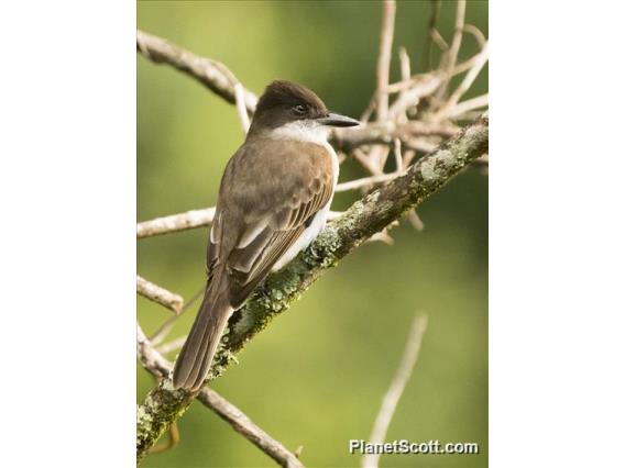 Loggerhead Kingbird (Tyrannus caudifasciatus)