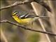 Adelaides Warbler (Setophaga adelaidae)