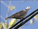 African Collared-Dove (Streptopelia roseogrisea)