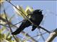 Yellow-shouldered Blackbird (Agelaius xanthomus)