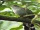 Puerto Rican Lizard-Cuckoo (Coccyzus vieilloti)