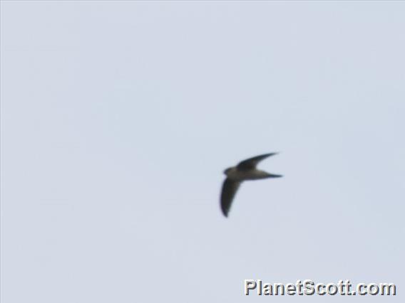 Black-nest Swiftlet (Aerodramus maximus)