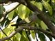 Pink-necked Pigeon (Treron vernans) - Male