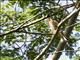 Spotted Kestrel (Falco moluccensis)