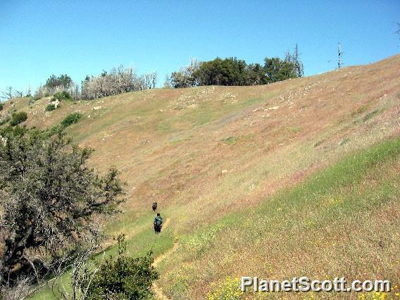 Hiking through the California grasslands