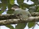 Red-eared Fruit-Dove (Ptilinopus fischeri)