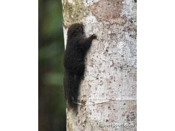 Sulawesi Dwarf Squirrel (Prosciurillus murinus)