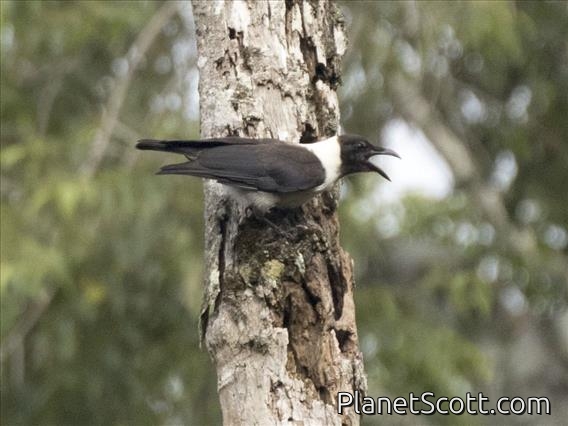 Piping Crow (Corvus typicus)