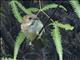 Sulphur-bellied Whistler (Pachycephala sulfuriventer)