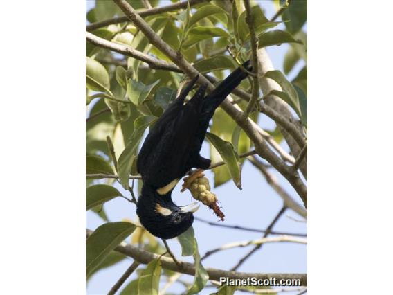 Sulawesi Myna (Basilornis celebensis)