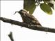 Sulawesi Woodpecker (Dendrocopos temminckii)