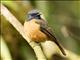 Blue-fronted Flycatcher (Cyornis hoevelli) - Male