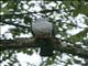 Gray-headed Imperial-Pigeon (Ducula radiata)