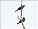 Short-tailed Starling (Aplonis minor)