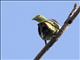 Gray-cheeked Pigeon (Treron griseicauda)