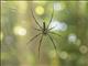 Unidentified Giant Spider