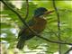 Green-backed Kingfisher (Actenoides monachus)
