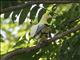 Silver-tipped Imperial-Pigeon (Ducula luctuosa)