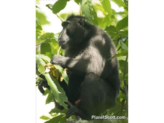 Celebes Crested Macaque (Macaca nigra) - Male