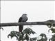 Great Cuckoo-Dove (Reinwardtoena reinwardti)