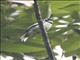White-naped Monarch (Carterornis pileatus)