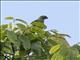 Red-cheeked Parrot (Geoffroyus geoffroyi)