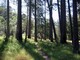 Pine Valley Trail
