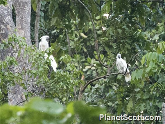 White Cockatoo (Cacatua alba)